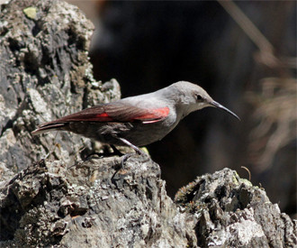 …where at least one encounter with a Wallcreeper is likely…